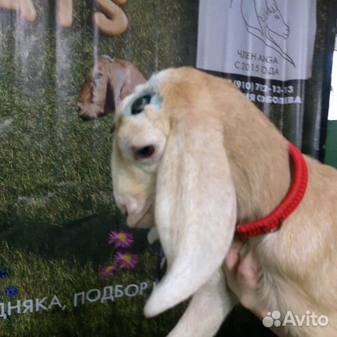 Англо-нубийские козлята купить на Зозу.ру - фотография № 7