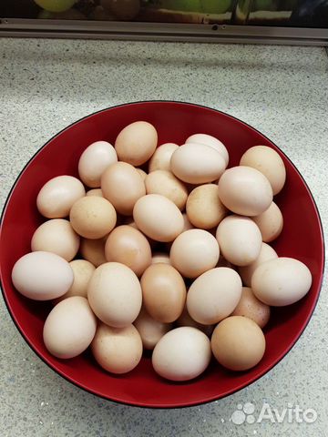 Инкубационное яйцо породы Брессгальские купить на Зозу.ру - фотография № 3