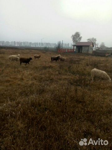 Продам овец на развод купить на Зозу.ру - фотография № 1