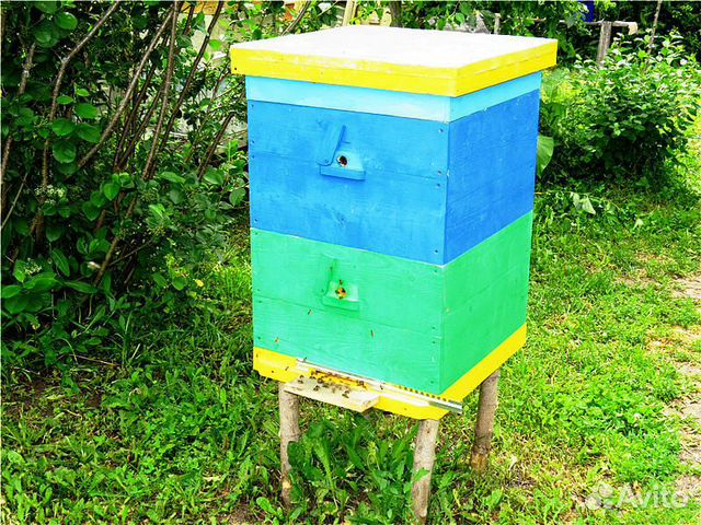 Продам пчелосемьи, инвентарь купить на Зозу.ру - фотография № 1