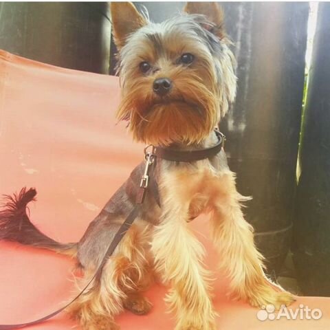 Йоркширский терьер вязка