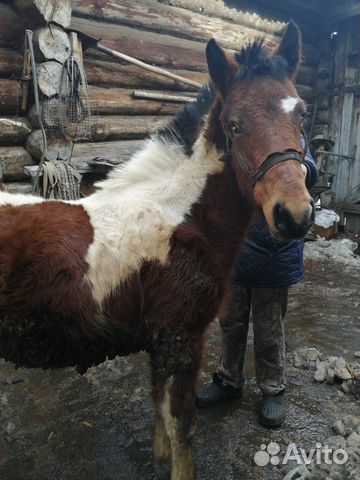 Лошадь, жеребенок на мясо купить на Зозу.ру - фотография № 2