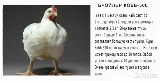 На март- бройлера (cobb 500),яйцо.Голошеи и Биг- 6 купить на Зозу.ру - фотография № 1