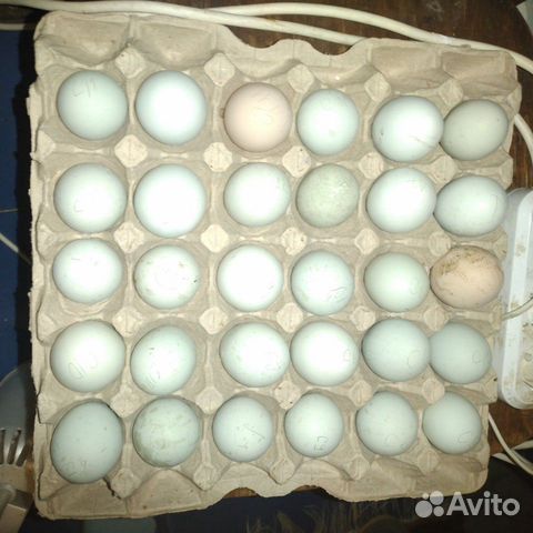 Амераукана синь синь дянь инкубационное яйцо купить на Зозу.ру - фотография № 2