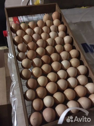 Инкубационное яйцо Брама купить на Зозу.ру - фотография № 1