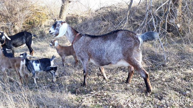 Англо-нубийские козы купить на Зозу.ру - фотография № 5