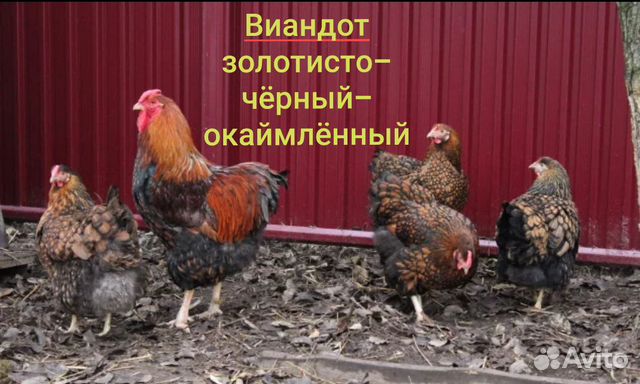 Инкубационное яйцо породной птицы купить на Зозу.ру - фотография № 4