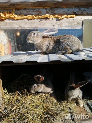 Кролики на развод и на мясо купить на Зозу.ру - фотография № 10