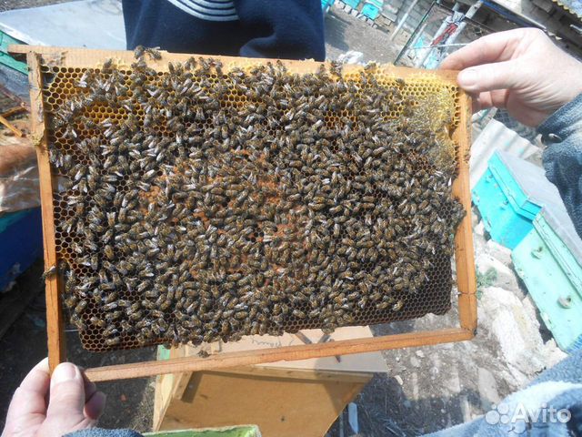Пчелосемьи И пчелопакеты купить на Зозу.ру - фотография № 2