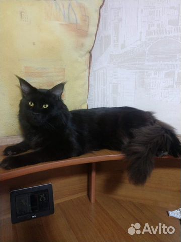 Черный Майкуны Коты Фото