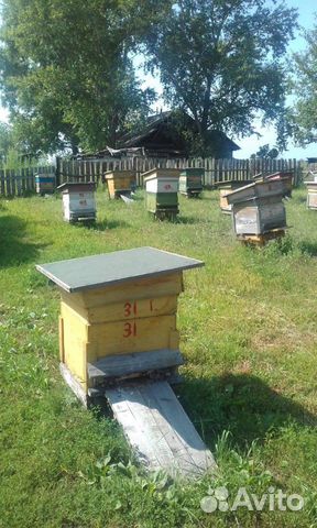 Продам пчелосемьи. Пчелы среднерусские купить на Зозу.ру - фотография № 5