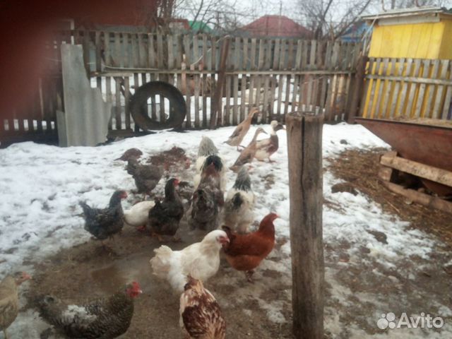 Яйцо для инкубации,кур разных пород,уток,цыплята купить на Зозу.ру - фотография № 7