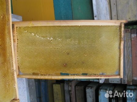 Сушь, рамки с мёдом, корпуса дадановские купить на Зозу.ру - фотография № 1