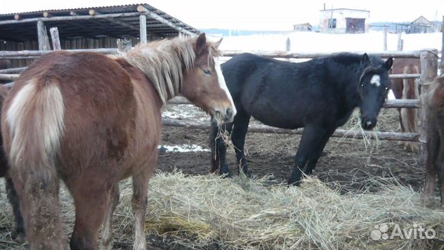 Лошади купить на Зозу.ру - фотография № 1
