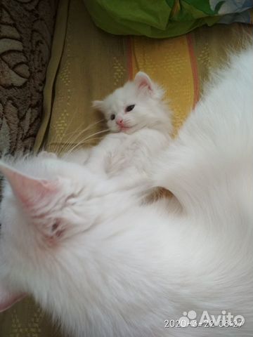 Котенок белый девочка купить на Зозу.ру - фотография № 3