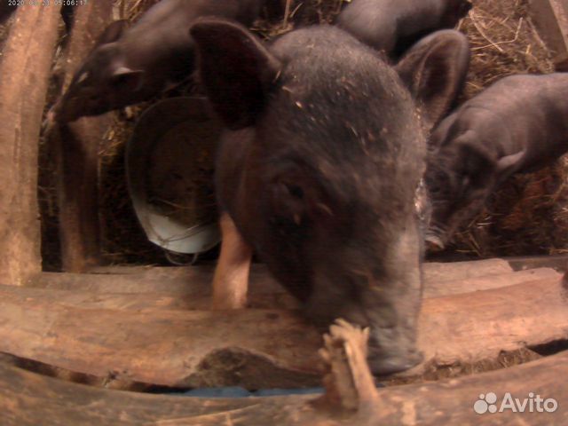 Бык, свиньи, козочки, яйцо гусиное, утиное купить на Зозу.ру - фотография № 9