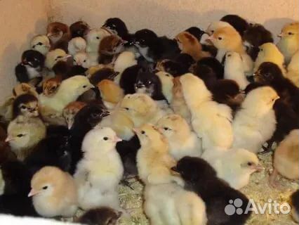 Цветные цыплята купить на Зозу.ру - фотография № 1
