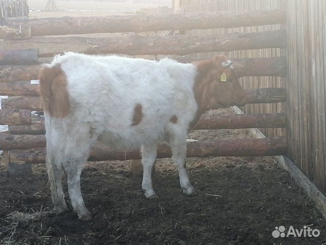 Продам телку 2 г стельную или обменяю быка купить на Зозу.ру - фотография № 3