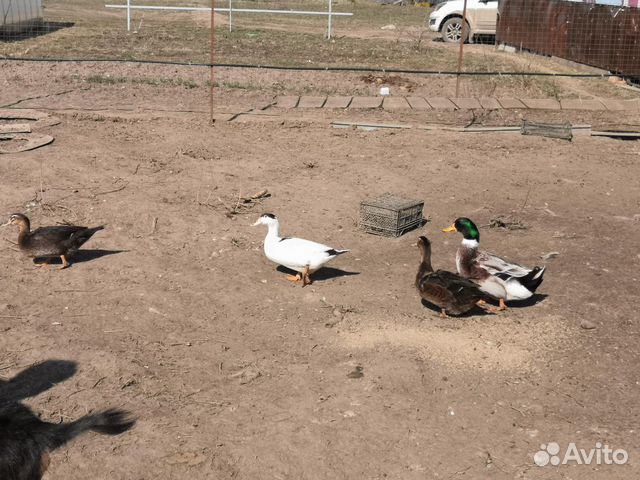 Петухи, куры, утки, гуси, яйца купить на Зозу.ру - фотография № 2
