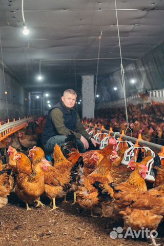 Продается курица возраст 8 мес купить на Зозу.ру - фотография № 7