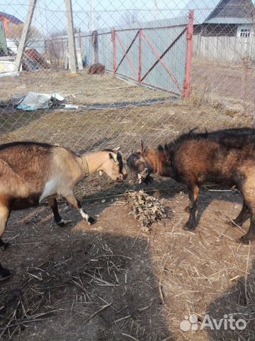 Чешско-альпийские козы купить на Зозу.ру - фотография № 1