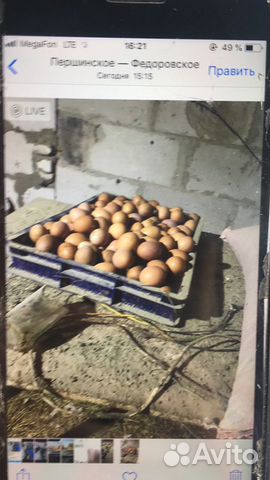 Несушка на яйцо домашняя купить на Зозу.ру - фотография № 2