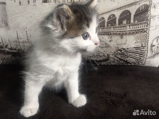 Котята 1 месяц купить на Зозу.ру - фотография № 5