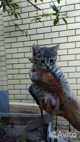 Кот и кошечка 2 месяца купить на Зозу.ру - фотография № 6