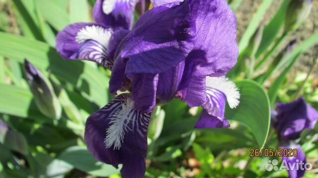 Ирис кровельный