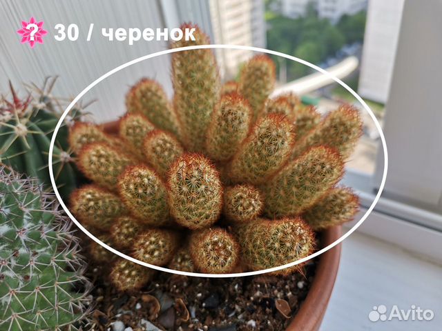 Кактусы, суккуленты, семена Кактусы, суккуленты, семена