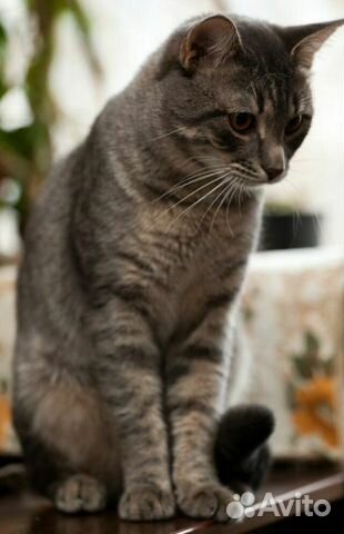 В дар котик Филя