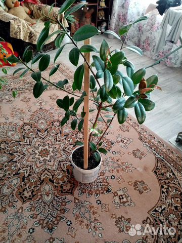 Фикусы