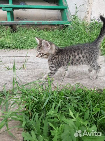 Кошка Кошка