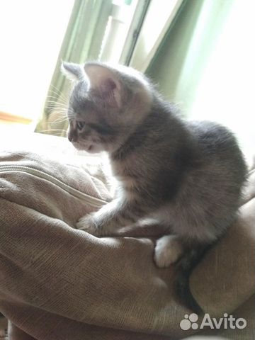 Отдам в добрые руки котёнка