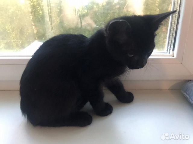 Котенок ищет дом Котенок ищет дом