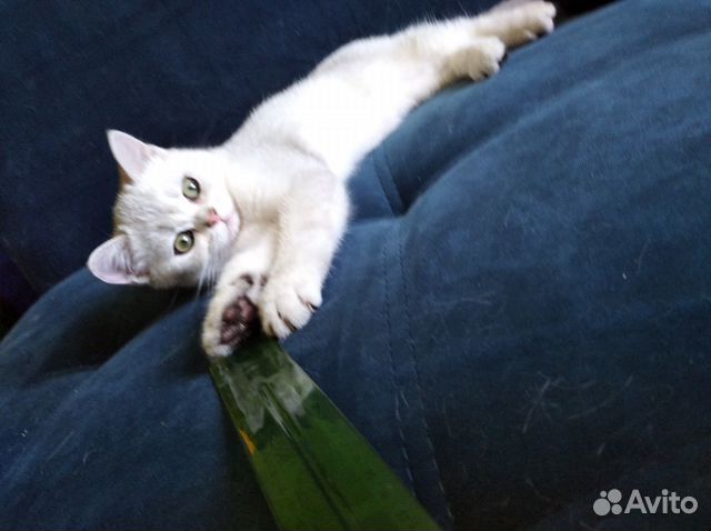 Шотландские котята Шотландские котята