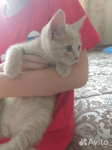 Брат и сестрёнка ищут добрых хозяев