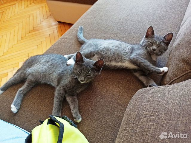 Kitten for free