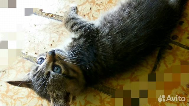 Кошка