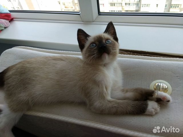 Kitten girl