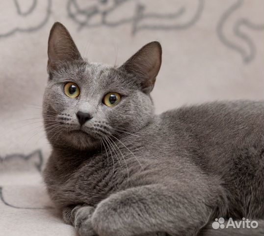 Кошка Аэлита фенотип русская голубая в добрые руки