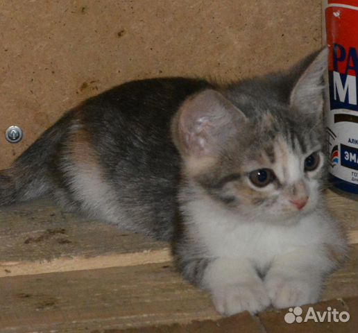 Трехшерстная котенок девочка в добрые руки