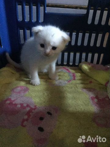 Кошка Кошка