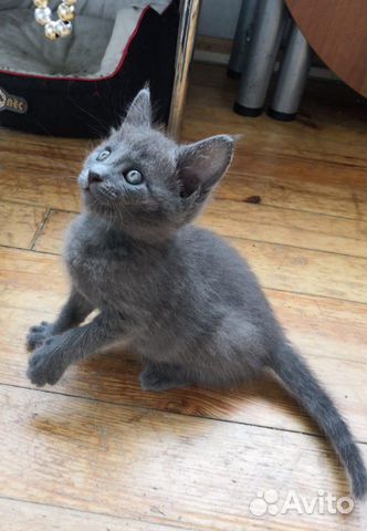 Чудесный котёнок мальчик в добрые руки Чудесный котёнок мальчик в добрые руки