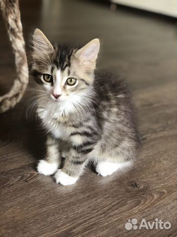 Кошка Кошка