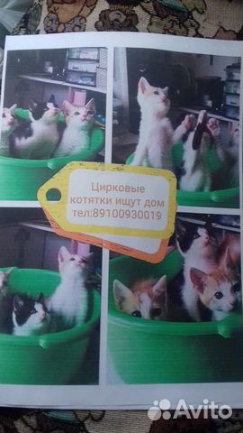 Котята от кошки артистки ццирка в добрые и заботли купить на Зозу.ру - фотография № 1