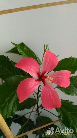 Гибискус, Толстянка