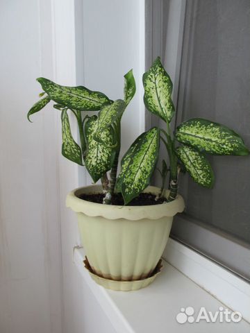 Комнатные цветы