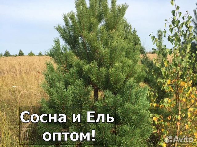 Купить Сосны Новогодние Живые На Авито Оптом