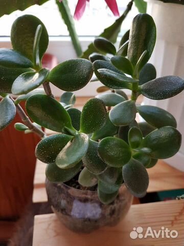 Денежное дерево (толстянка)